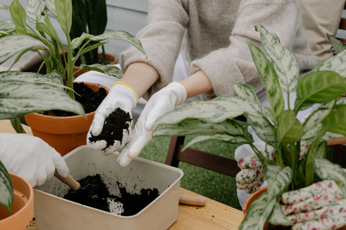 Tropical Plants: A Beginner's Guide