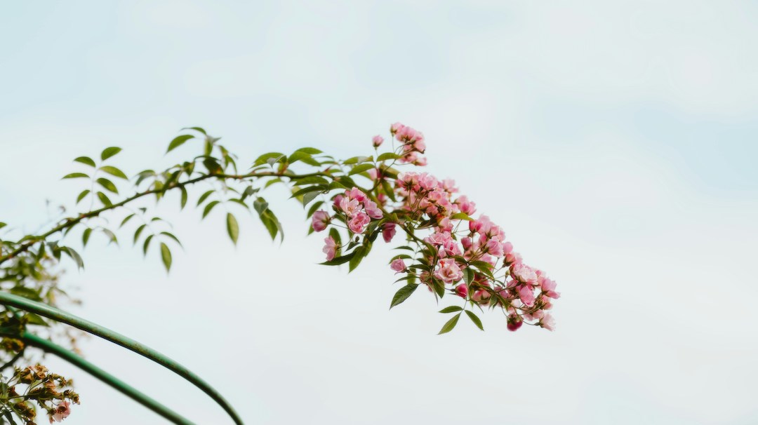Seasonal Flower Guide: What’s Blooming When?