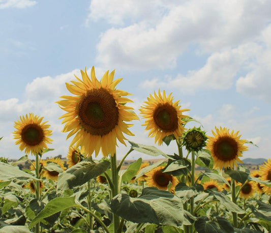 A Day in the Life of a Flower Farmer